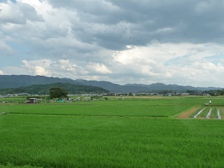 桜井線車窓