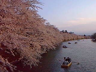 弘前公園のお堀の桜